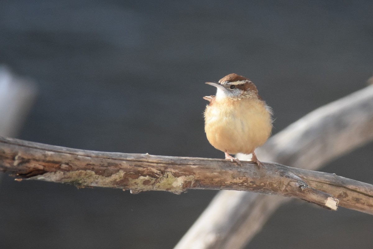 Carolina Wren - ML403708551