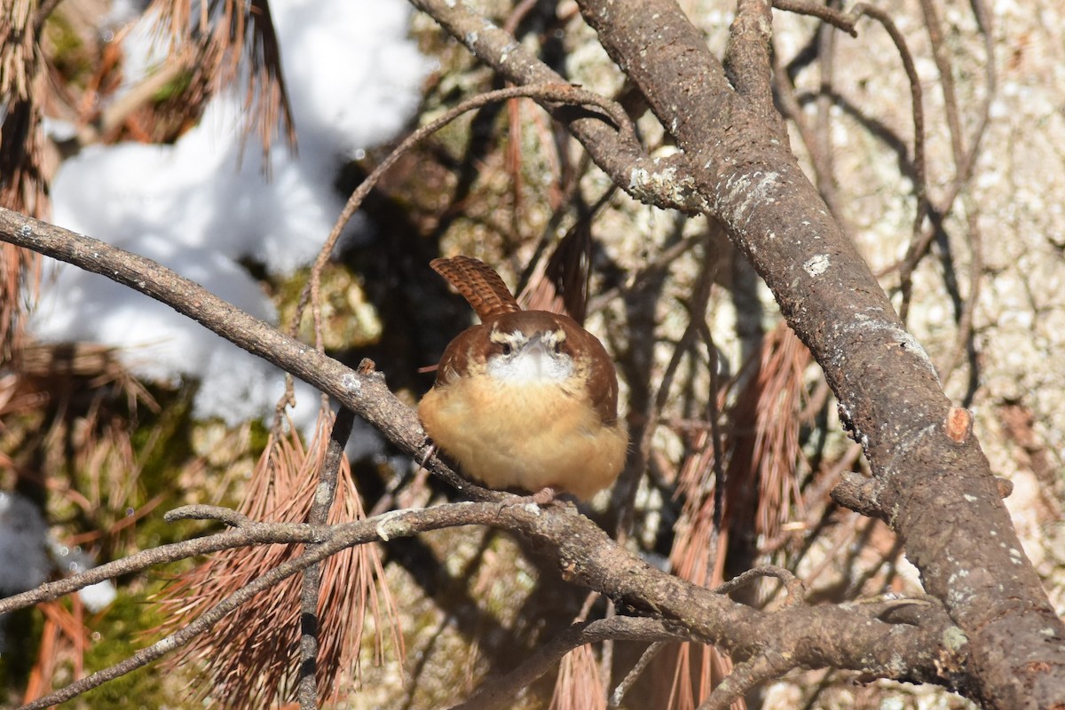 Carolina Wren - ML403708671