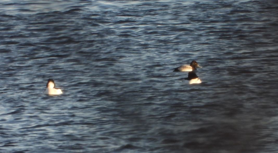 Lesser Scaup - Janine Polk