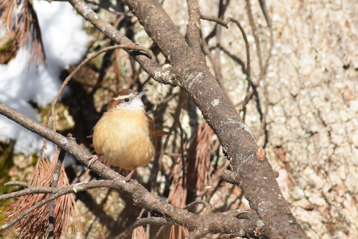 Carolina Wren - ML403708801