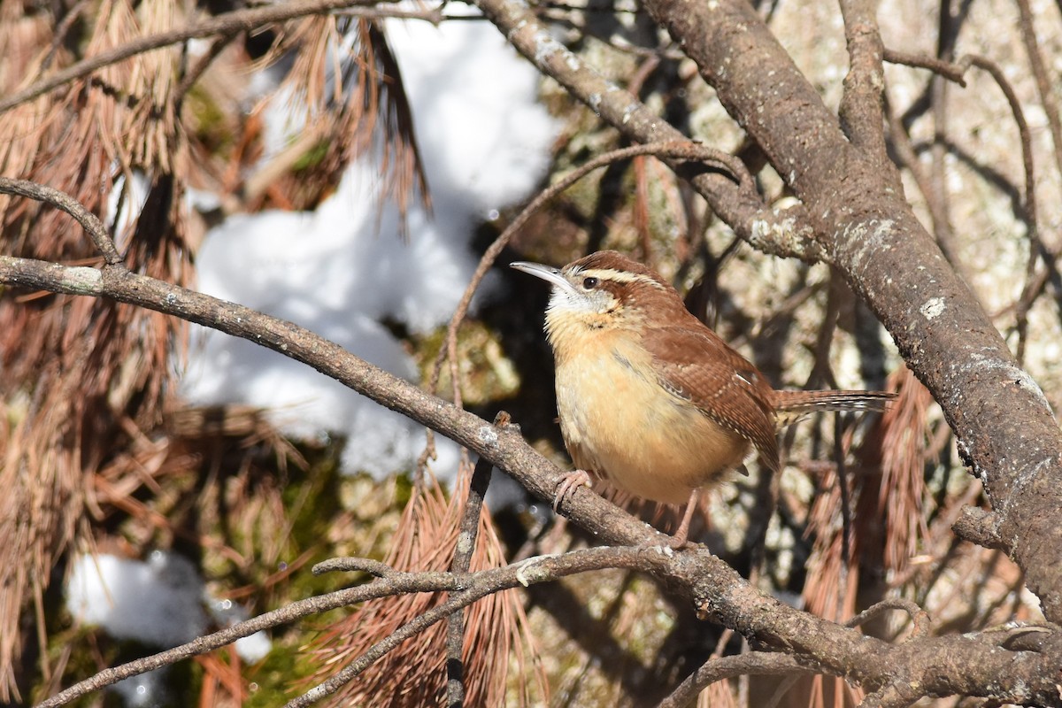 Carolina Wren - ML403708871