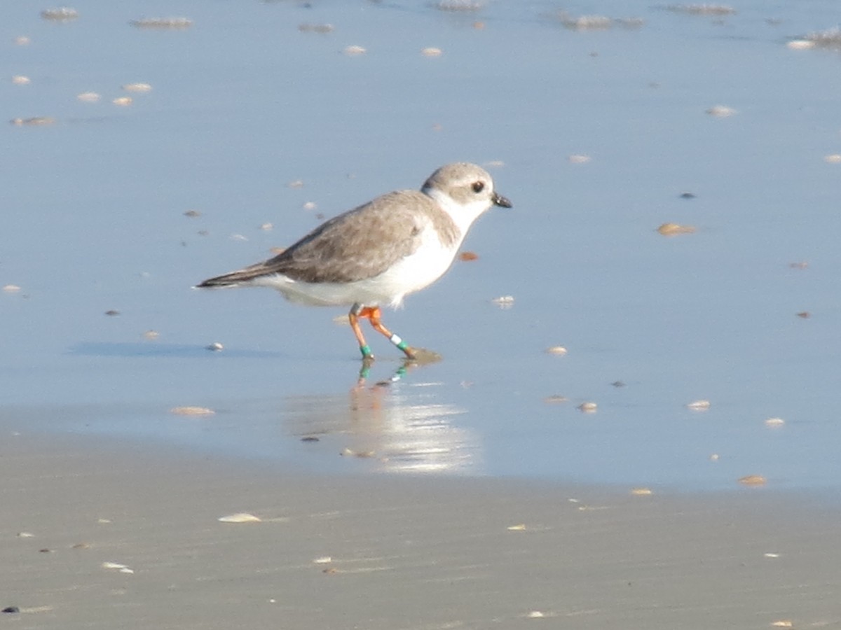 Piping Plover - ML40371161