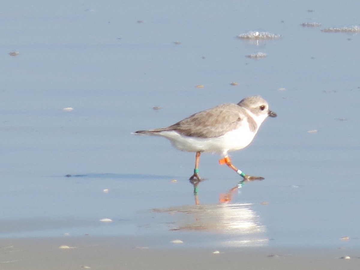 Piping Plover - ML40371171