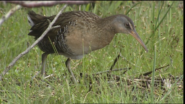 Clapper Rail - ML403715