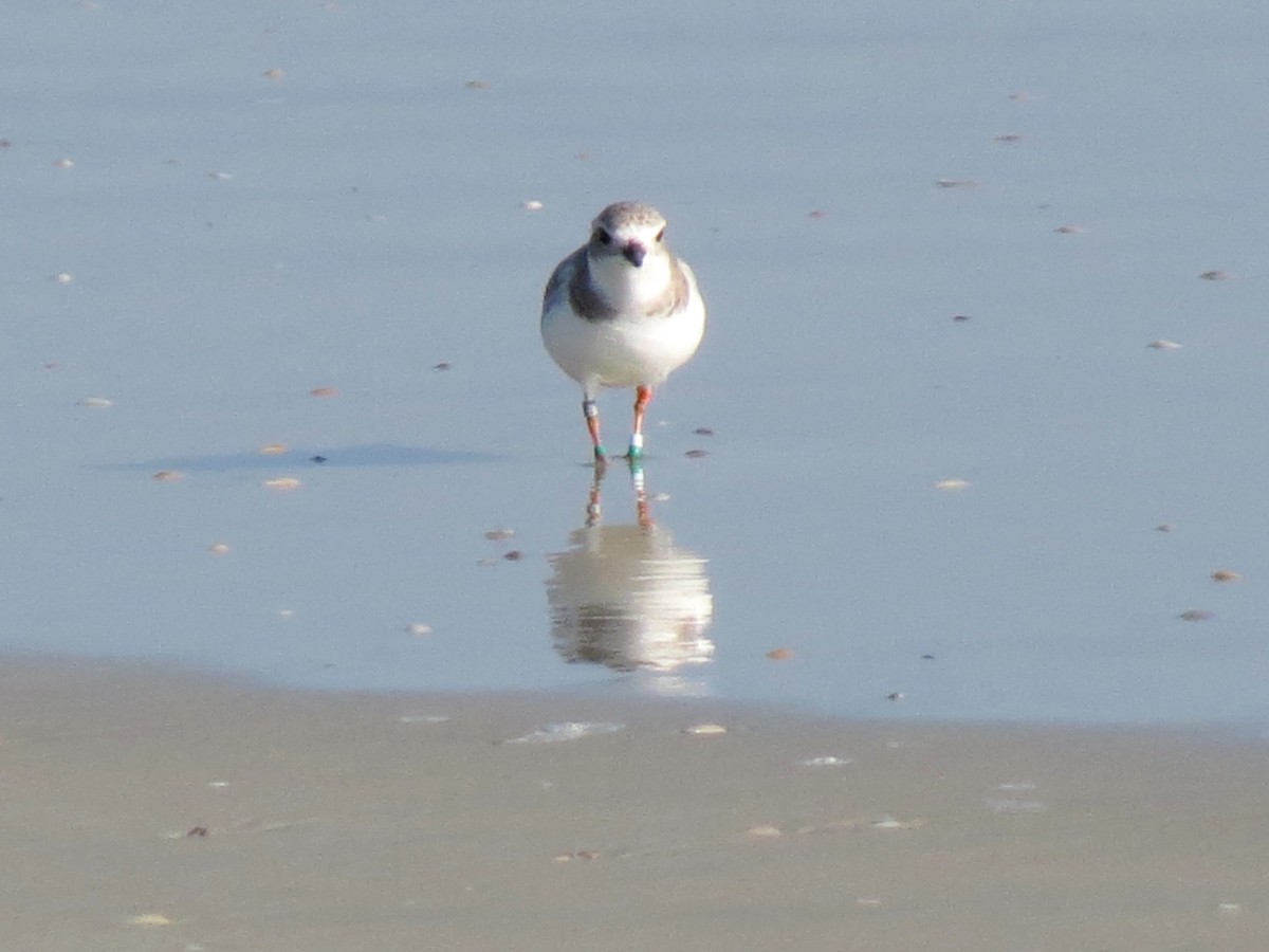 Piping Plover - ML40371521