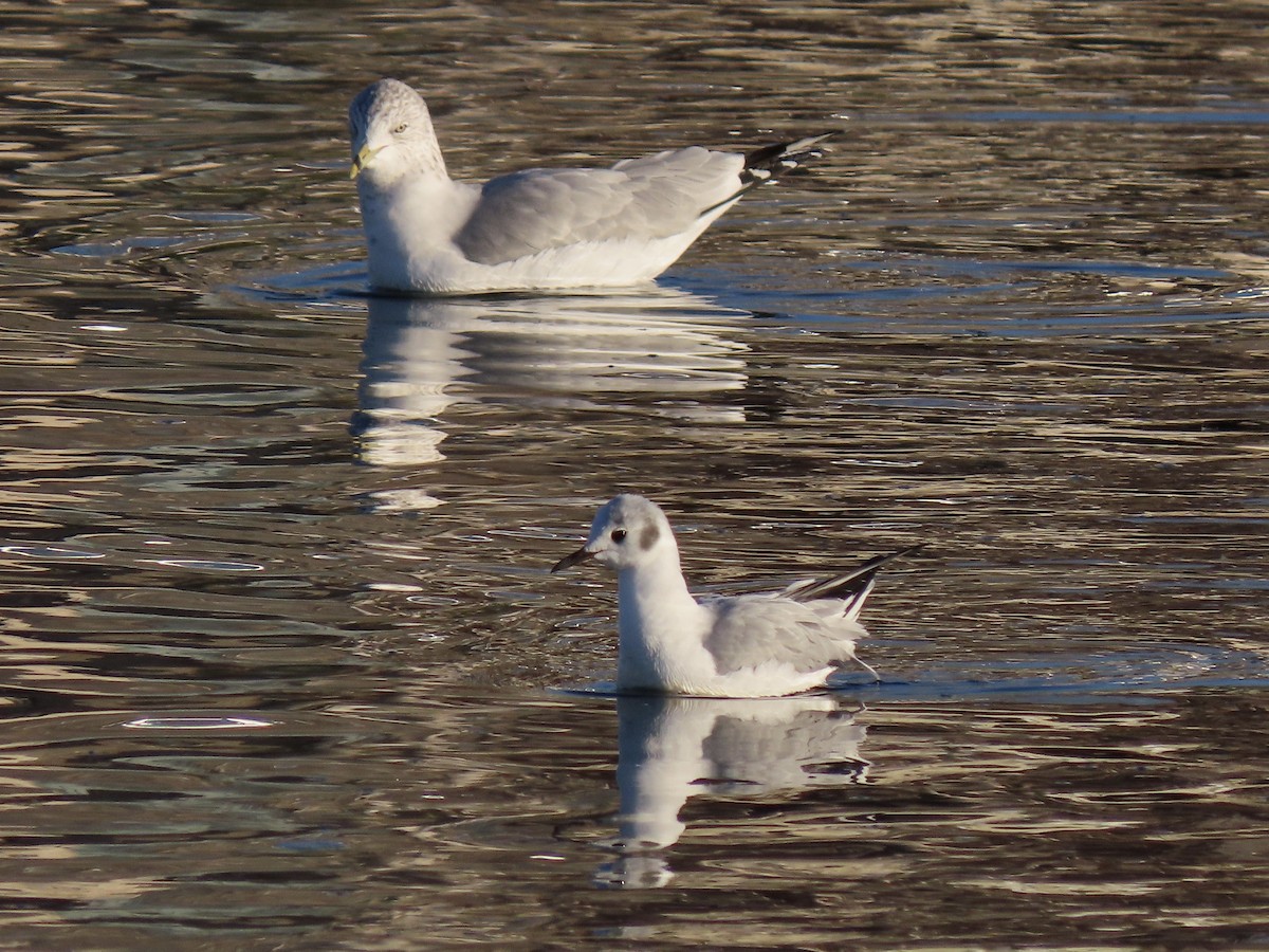 Gaviota de Bonaparte - ML403715291