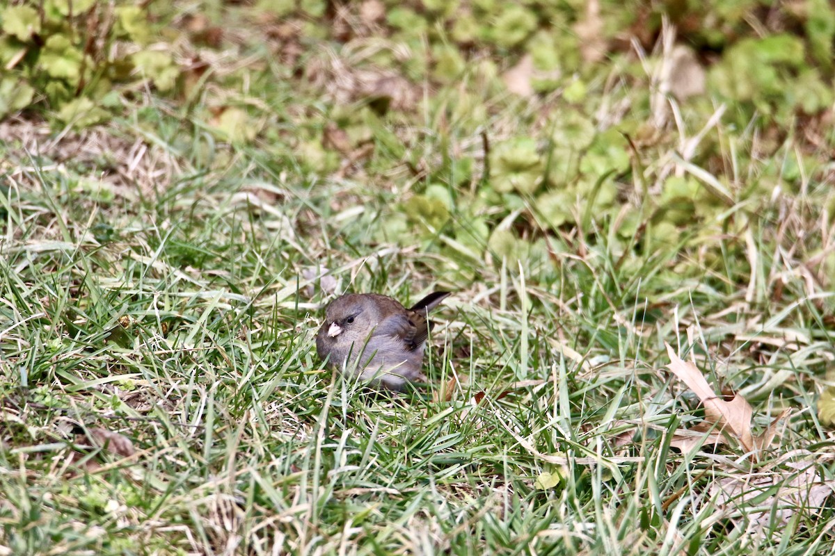 Dark-eyed Junco - ML403715461