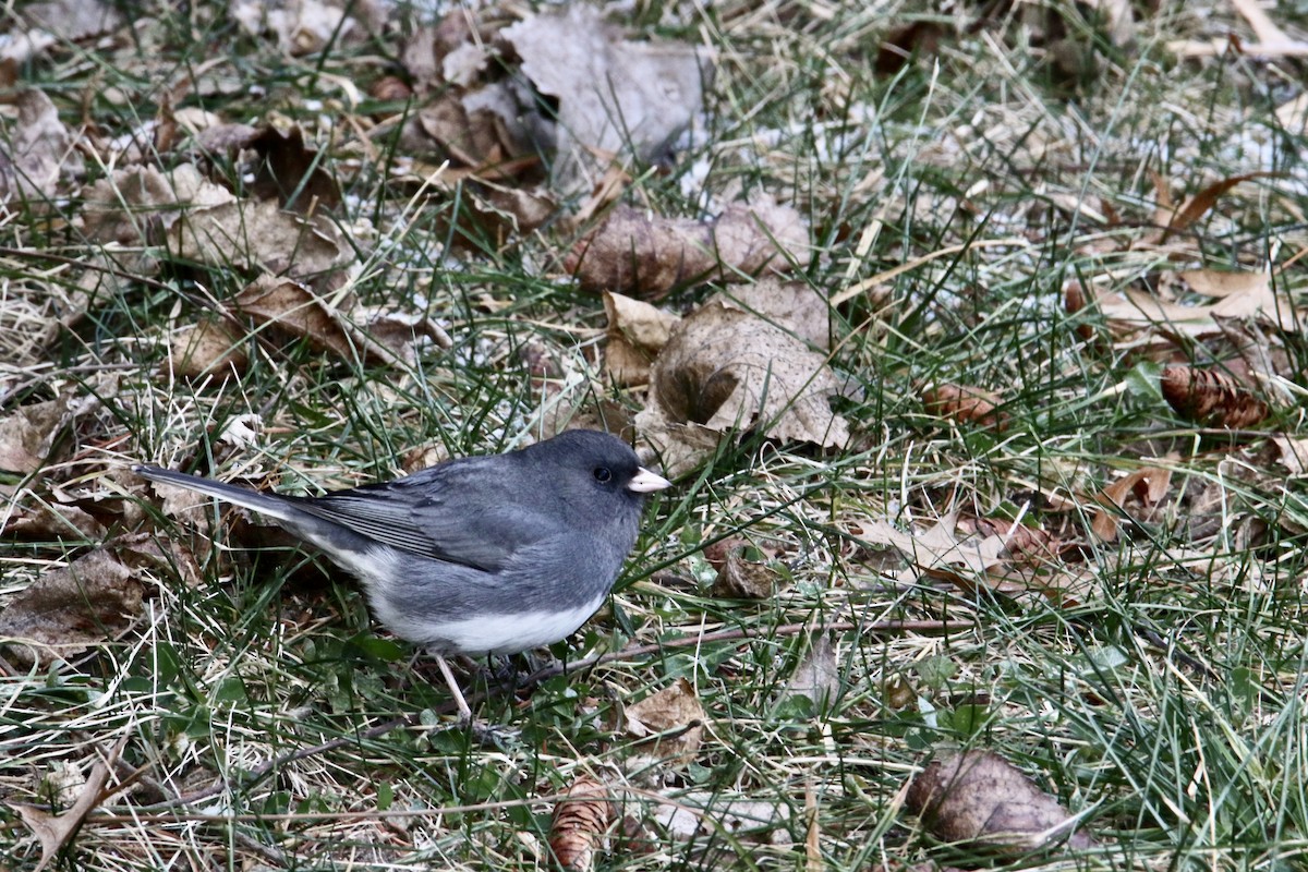 Dark-eyed Junco - ML403715471