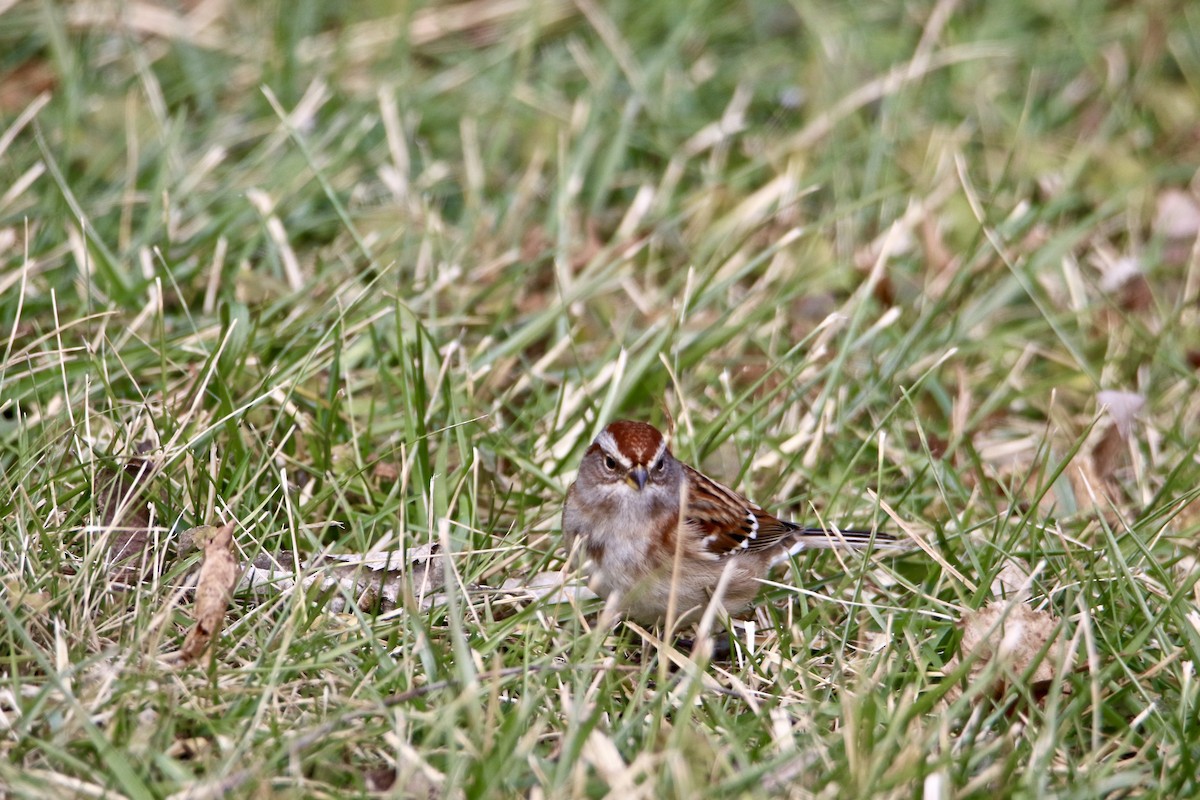 American Tree Sparrow - ML403715731