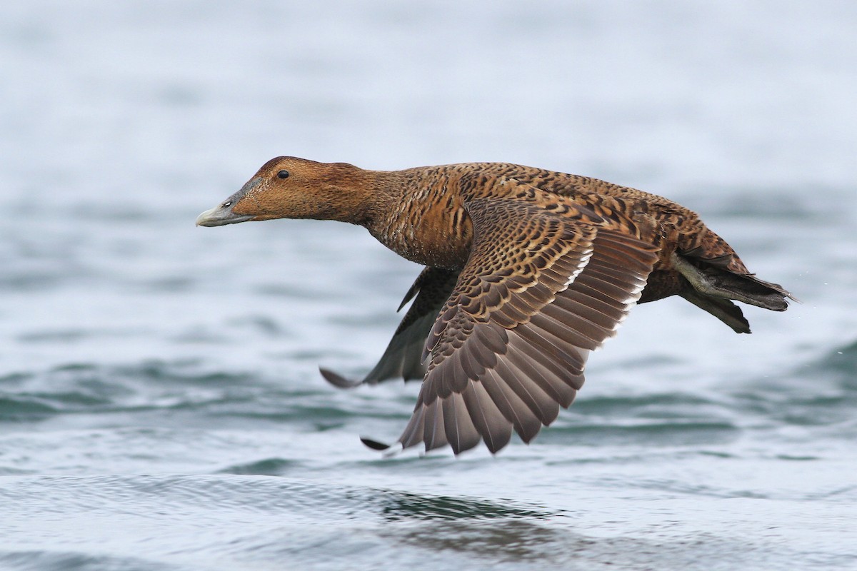 Common Eider (Dresser's) - Evan Lipton