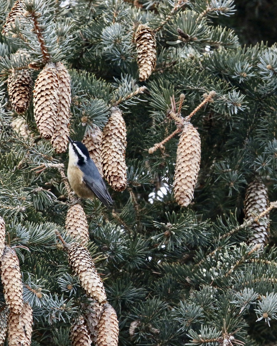 Red-breasted Nuthatch - ML403716231