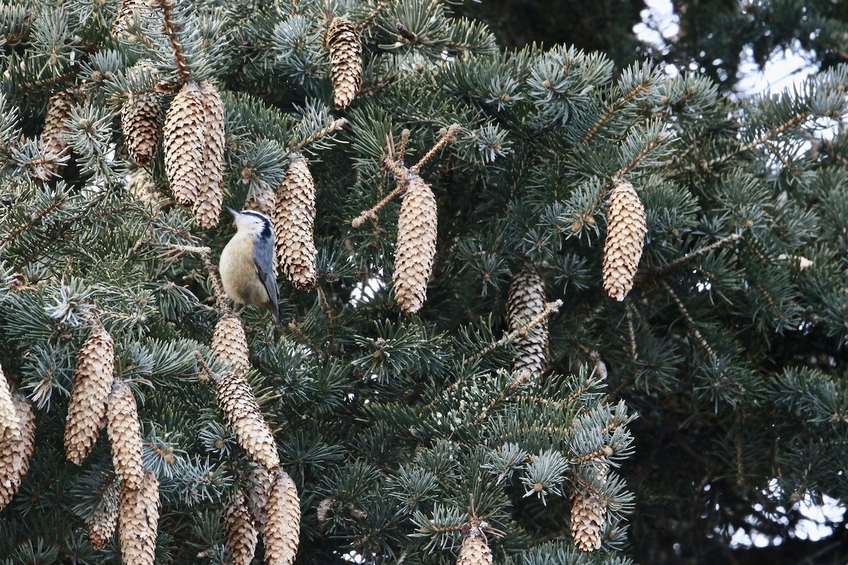 Red-breasted Nuthatch - ML403716241