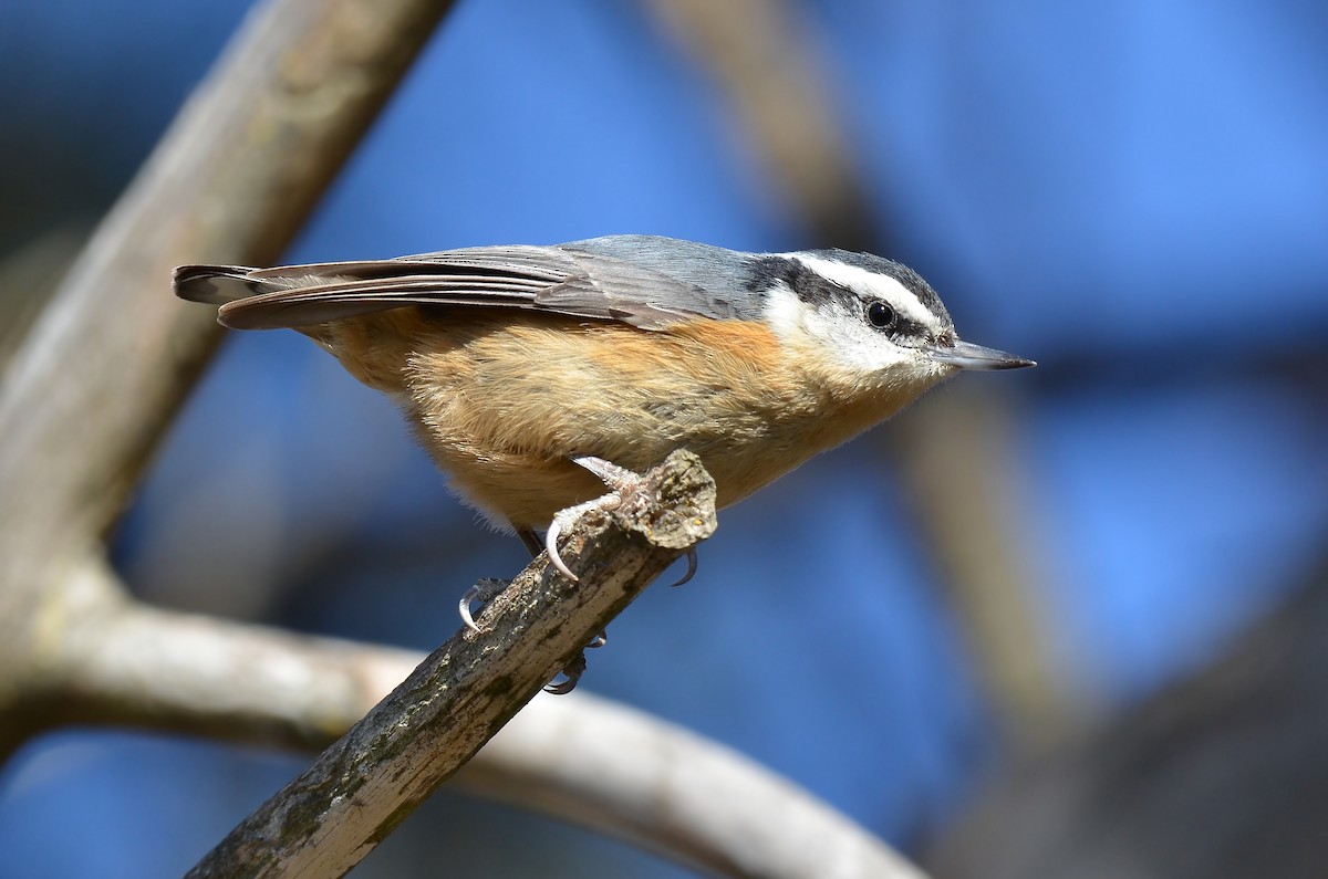 Red-breasted Nuthatch - ML40371951