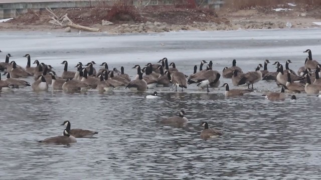 Common Goldeneye - ML403719691