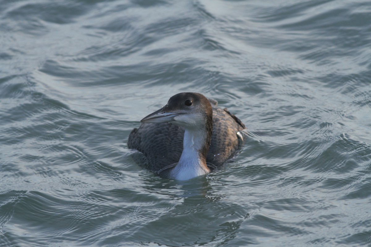 Common Loon - Jacob Everitt