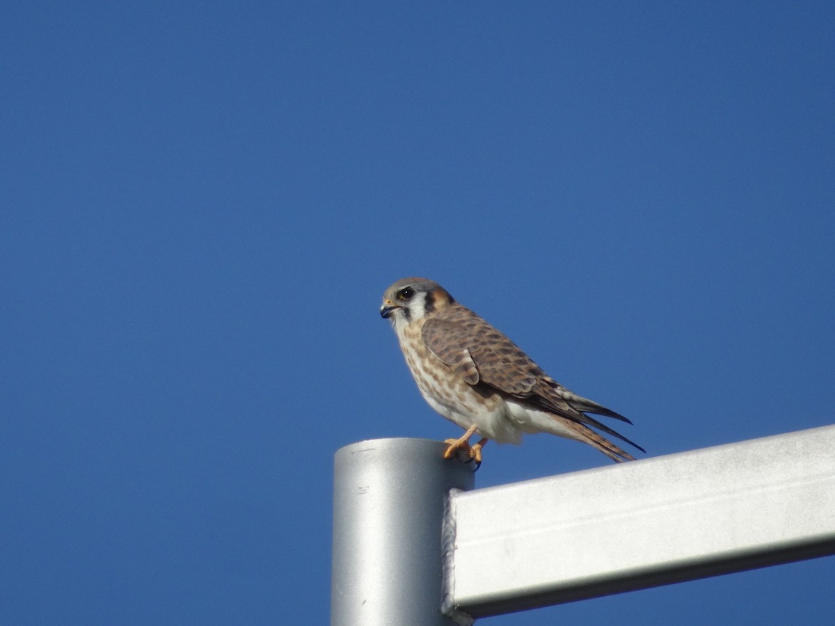 American Kestrel - David Utz