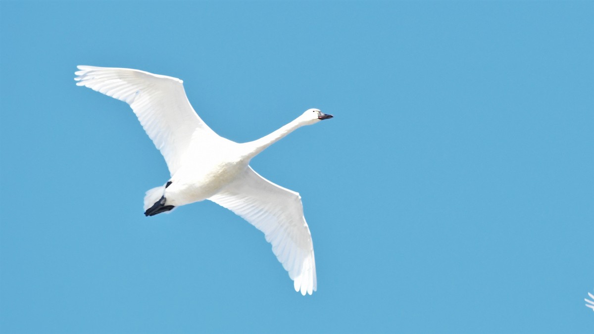 Tundra Swan - ML403721871