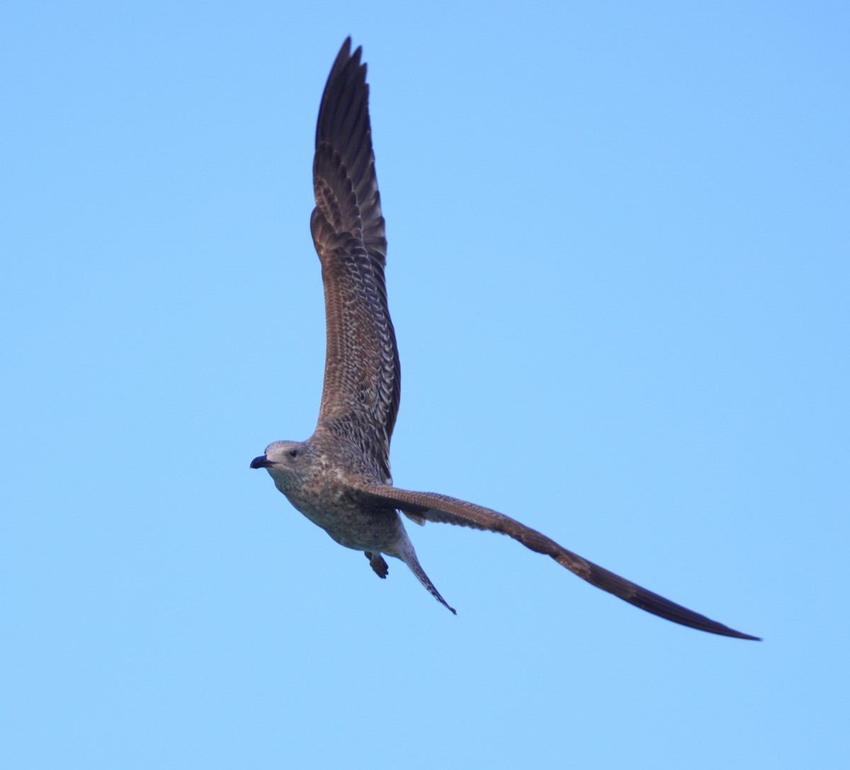 Gaviota Sombría - ML403721911