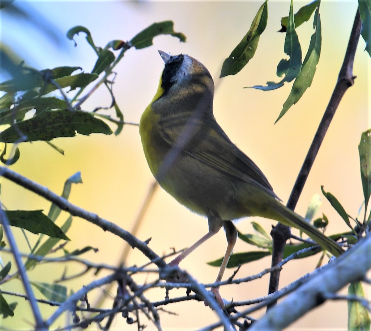 Common Yellowthroat - MJ Heatherington