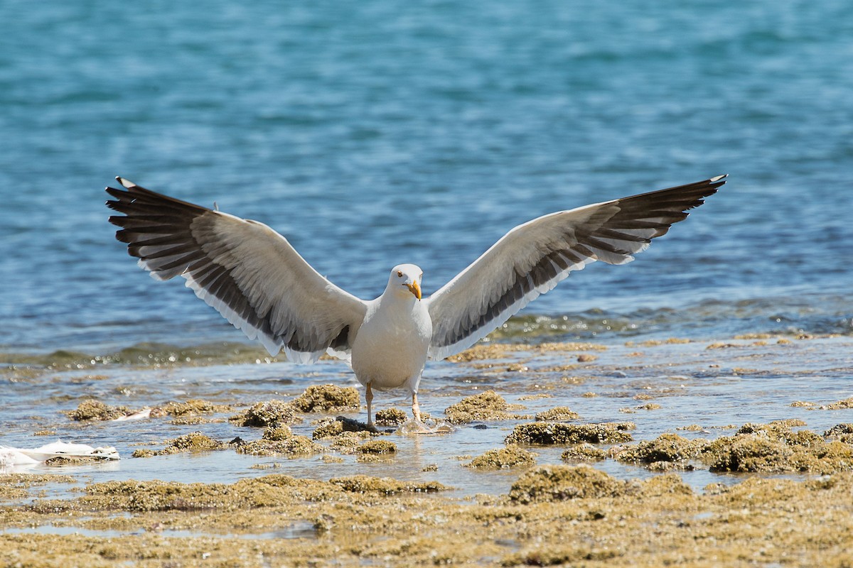 Yellow-footed Gull - ML403723251