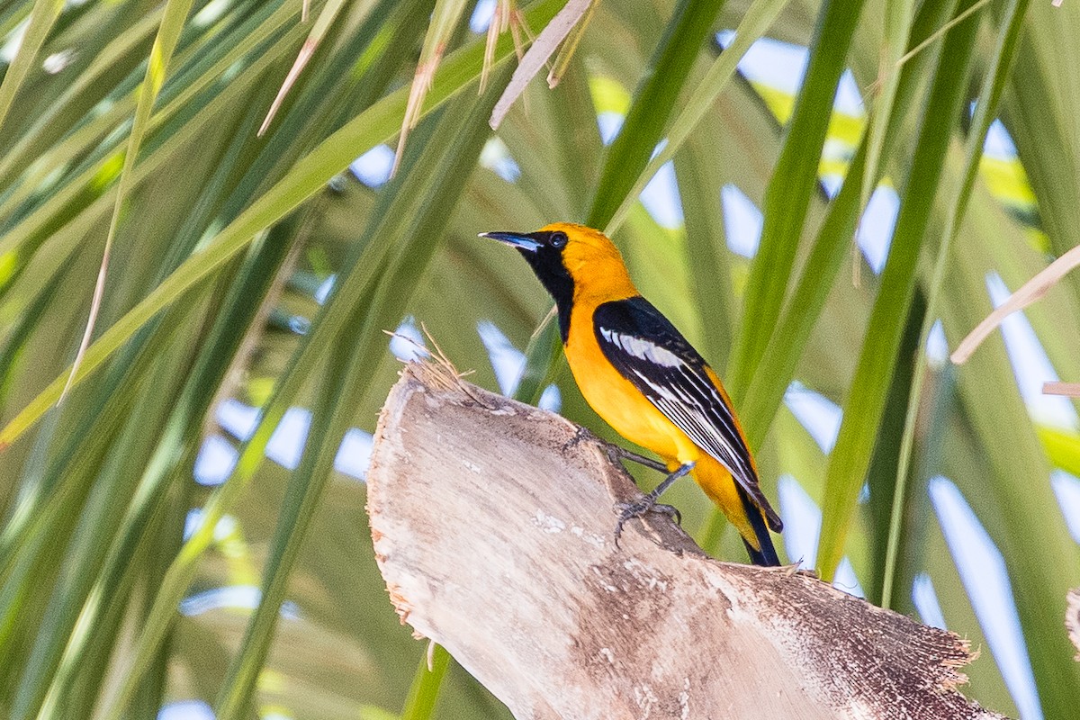 Hooded Oriole - ML403723401