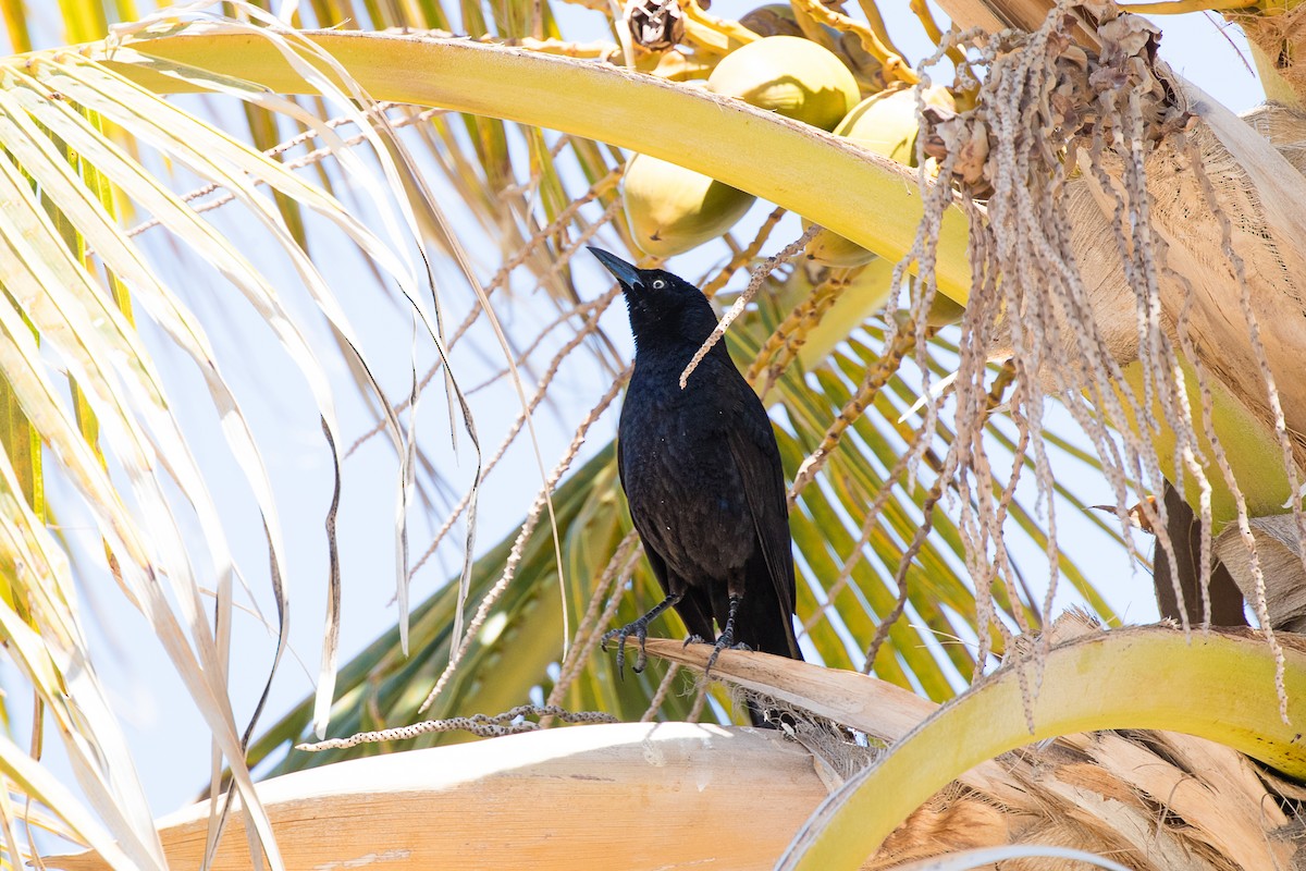 Great-tailed Grackle - ML403723441