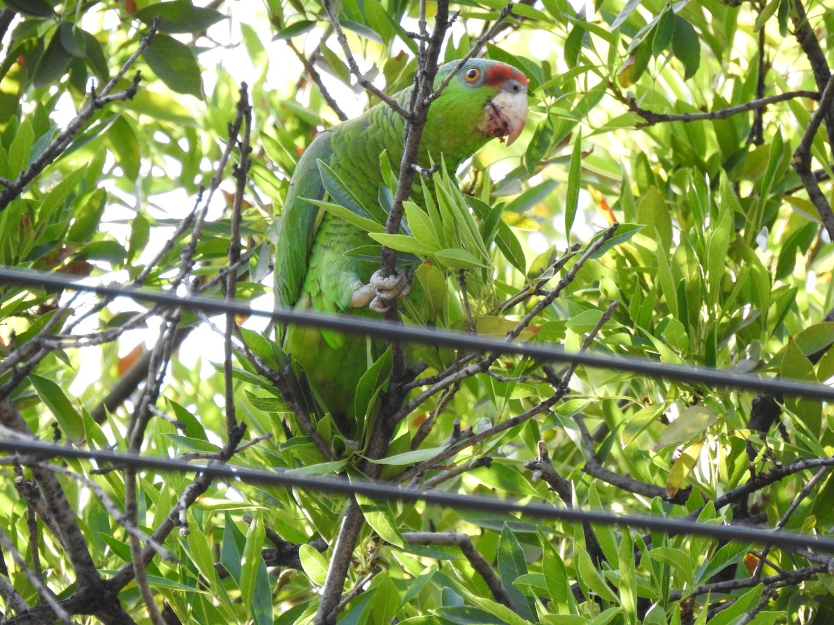 Lilac-crowned Parrot - ML403723501