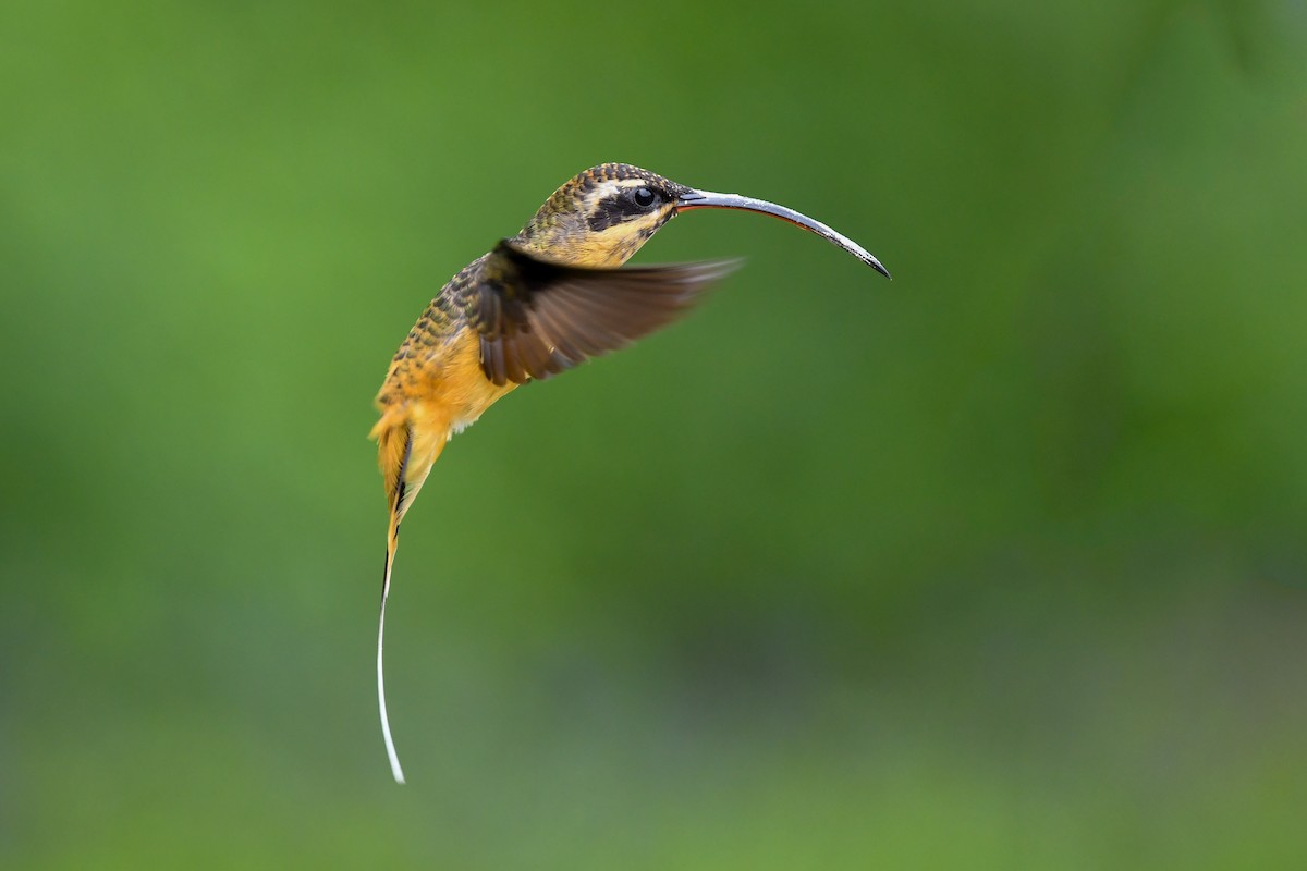 Tawny-bellied Hermit - ML403724341