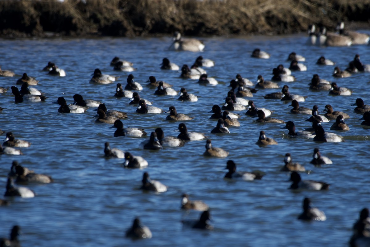 Lesser Scaup - Jay Rand