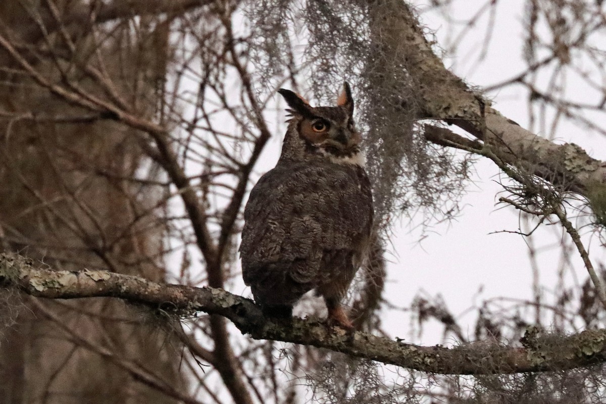 Great Horned Owl - ML403725721