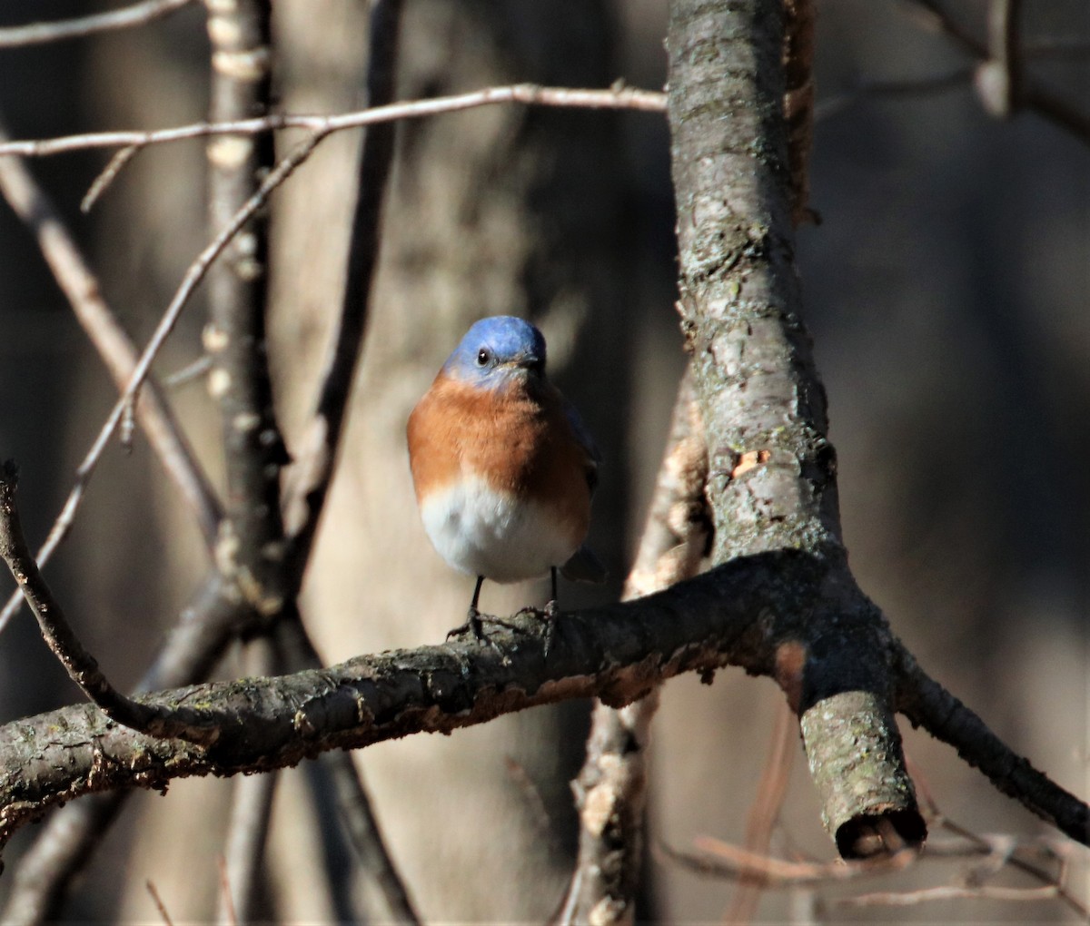 Eastern Bluebird - ML403726651