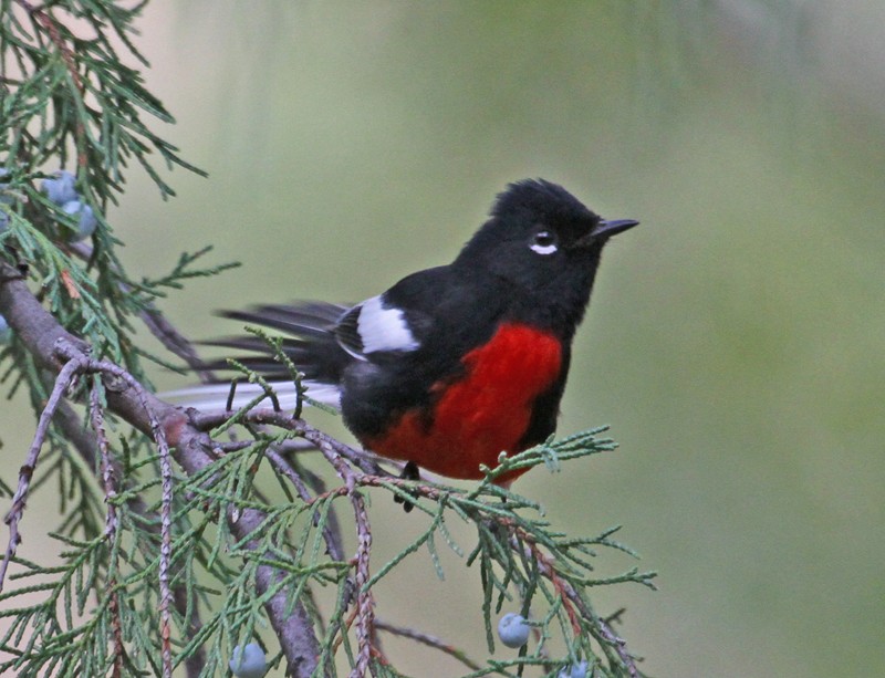 Painted Redstart - ML403726761