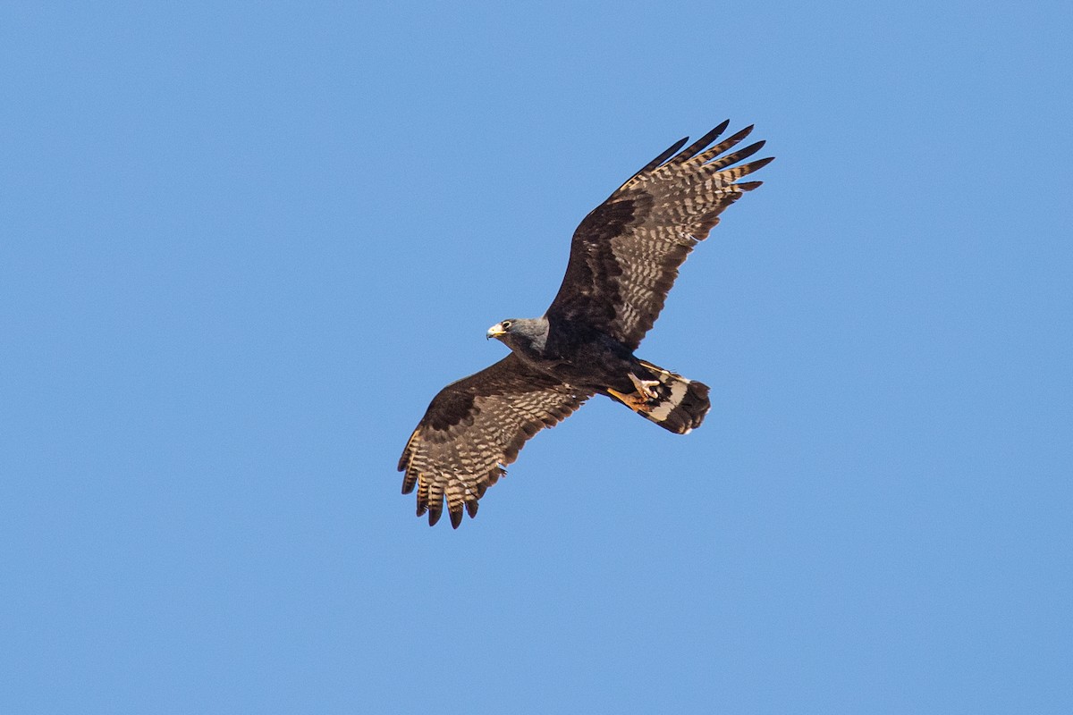 Zone-tailed Hawk - ML403727011