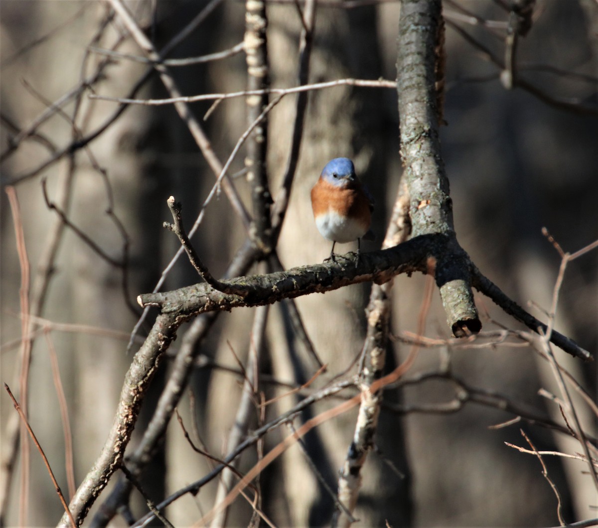 Eastern Bluebird - ML403727041
