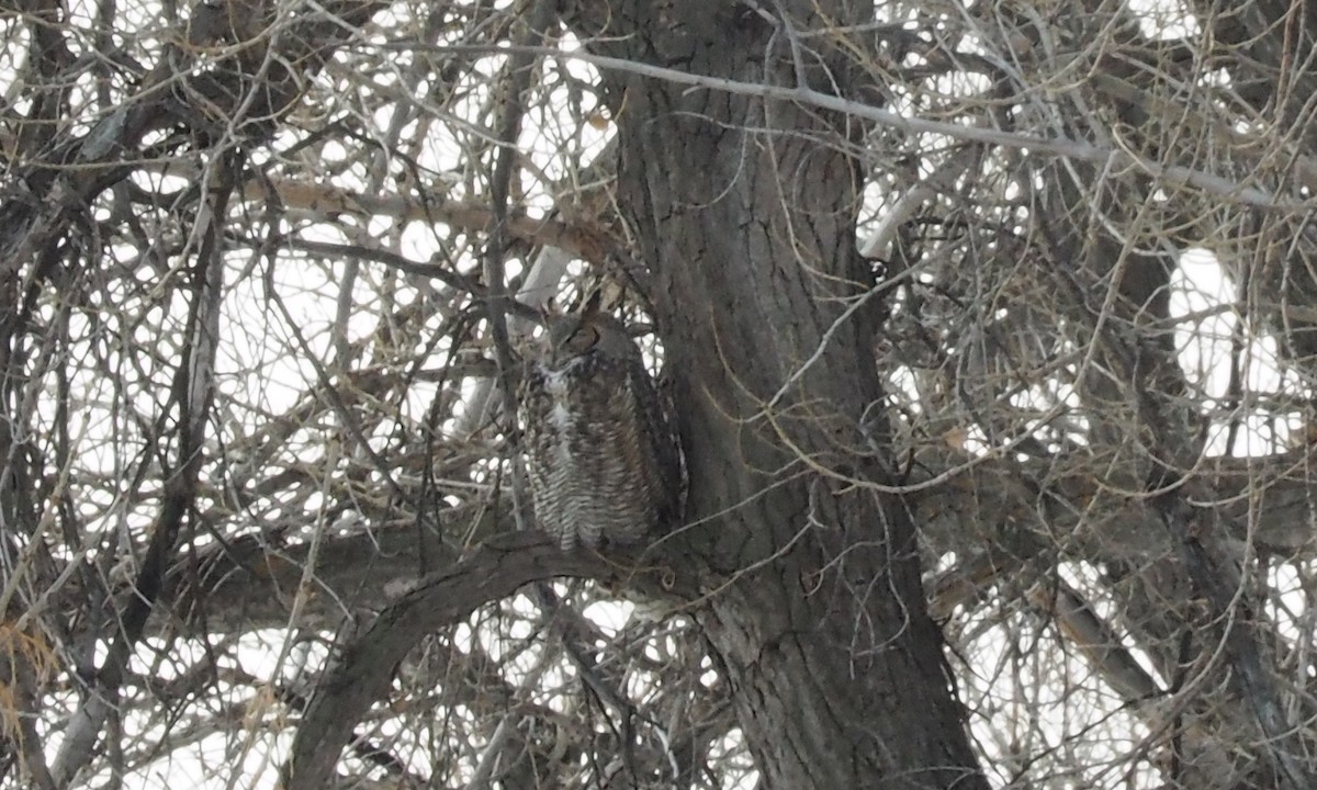 Great Horned Owl - Eric Boysen