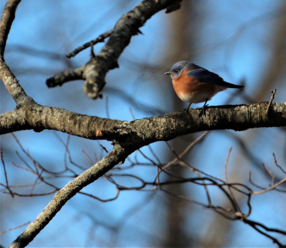 Eastern Bluebird - ML403727181