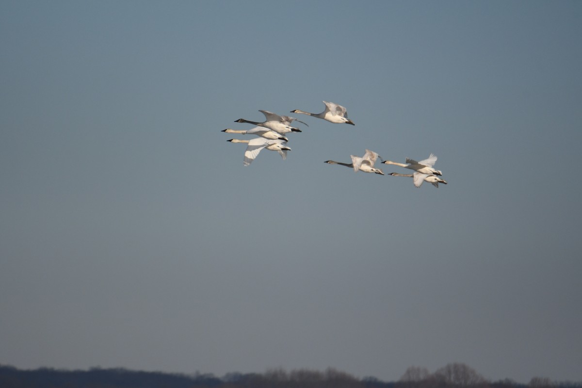 Trumpeter Swan - ML403727551