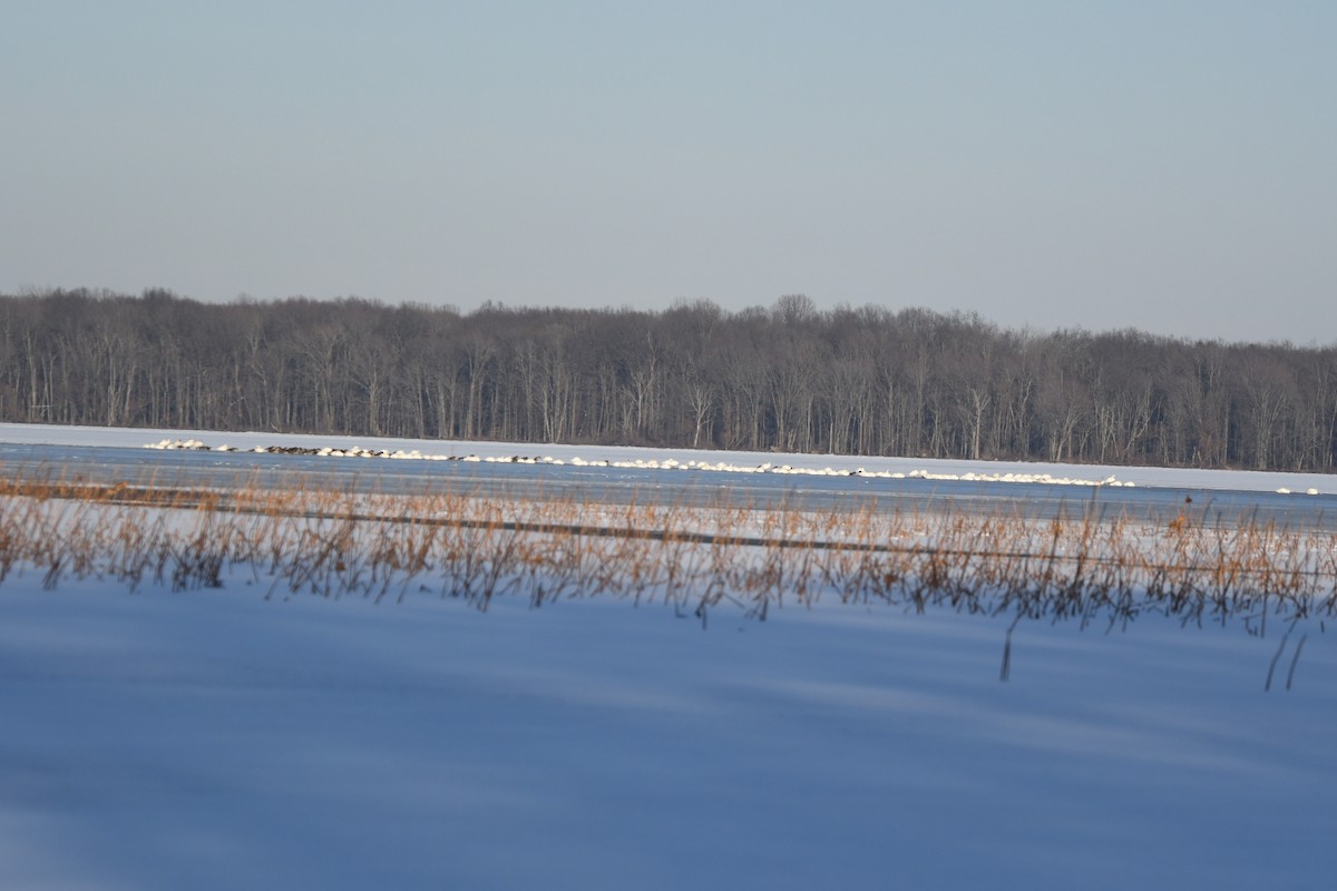 Trumpeter/Tundra Swan - ML403727861