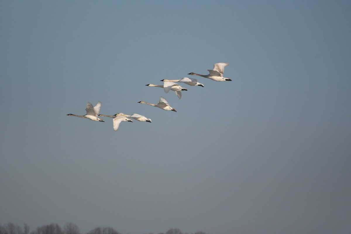 Trumpeter Swan - ML403727871