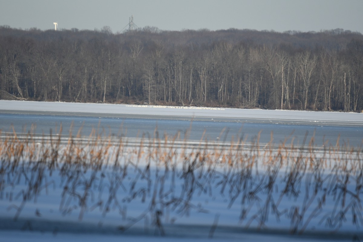 Trumpeter/Tundra Swan - ML403727901