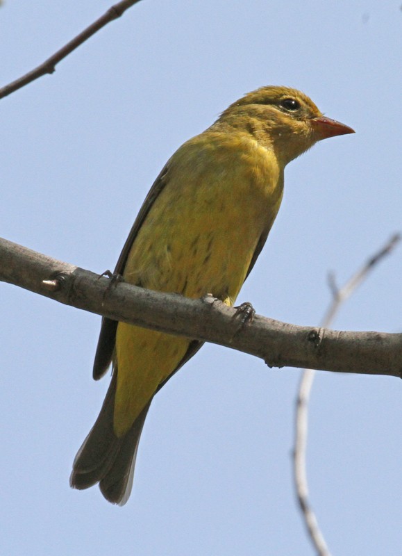Western Tanager - ML403728541