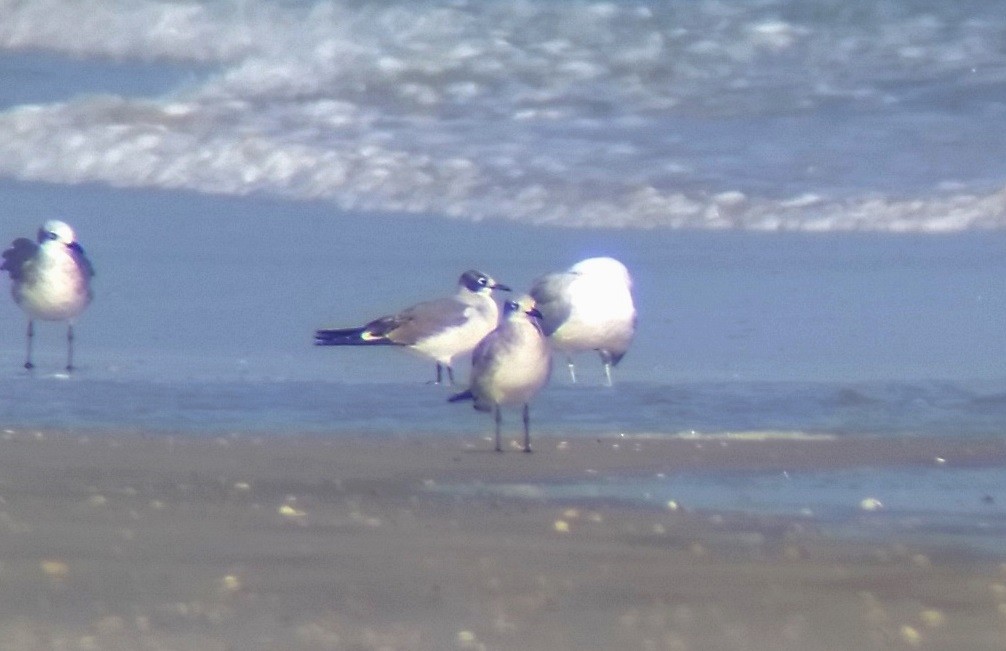 Franklin's Gull - ML40372911