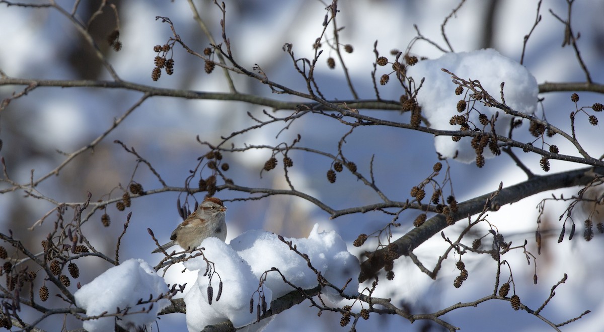 American Tree Sparrow - ML403729151