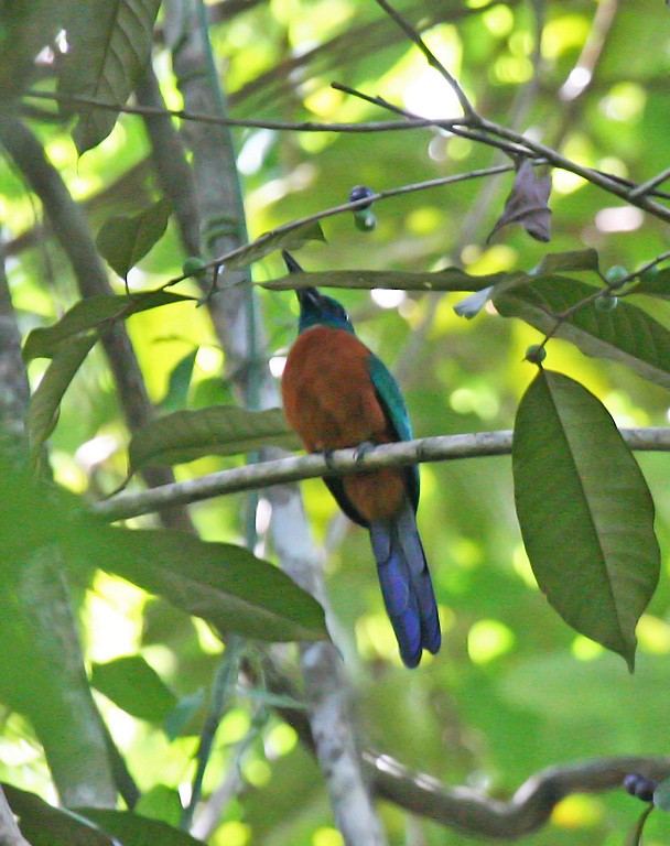 Great Jacamar - Peter Candido