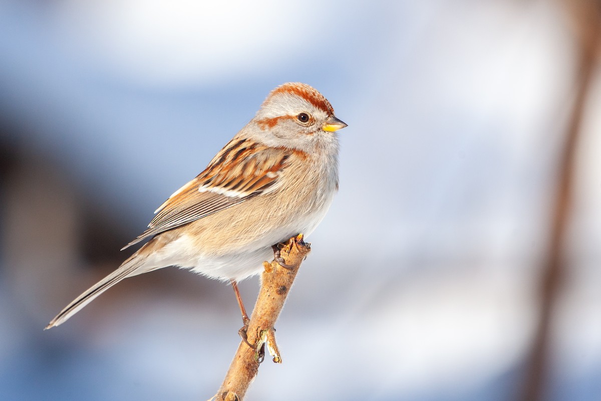 American Tree Sparrow - Pavel Hanc