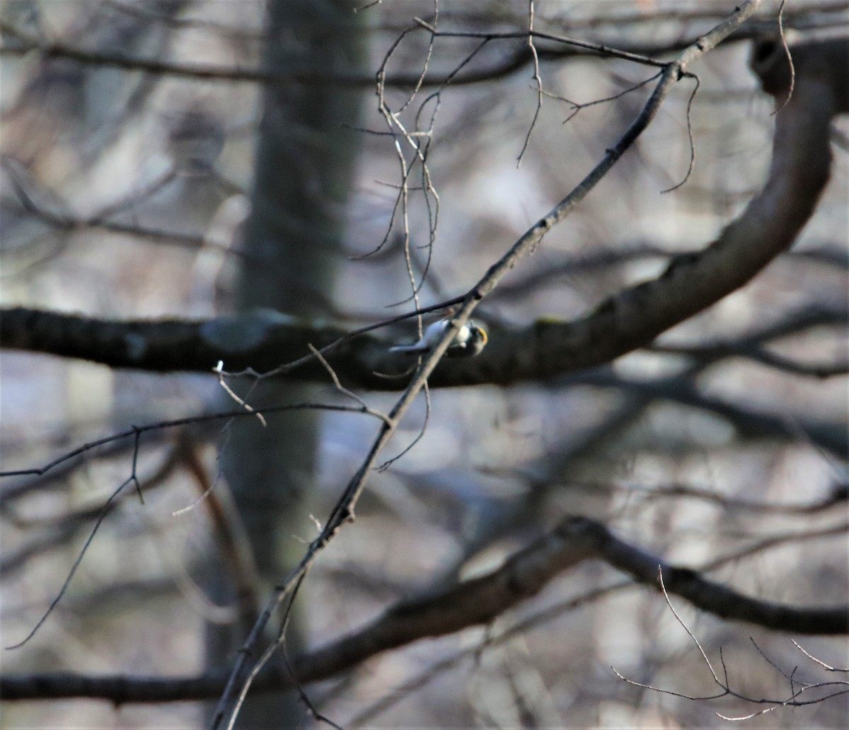 Golden-crowned Kinglet - ML403730521