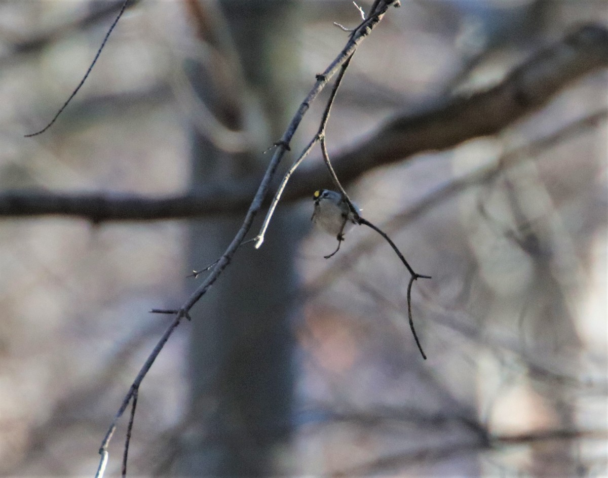 Golden-crowned Kinglet - ML403730661