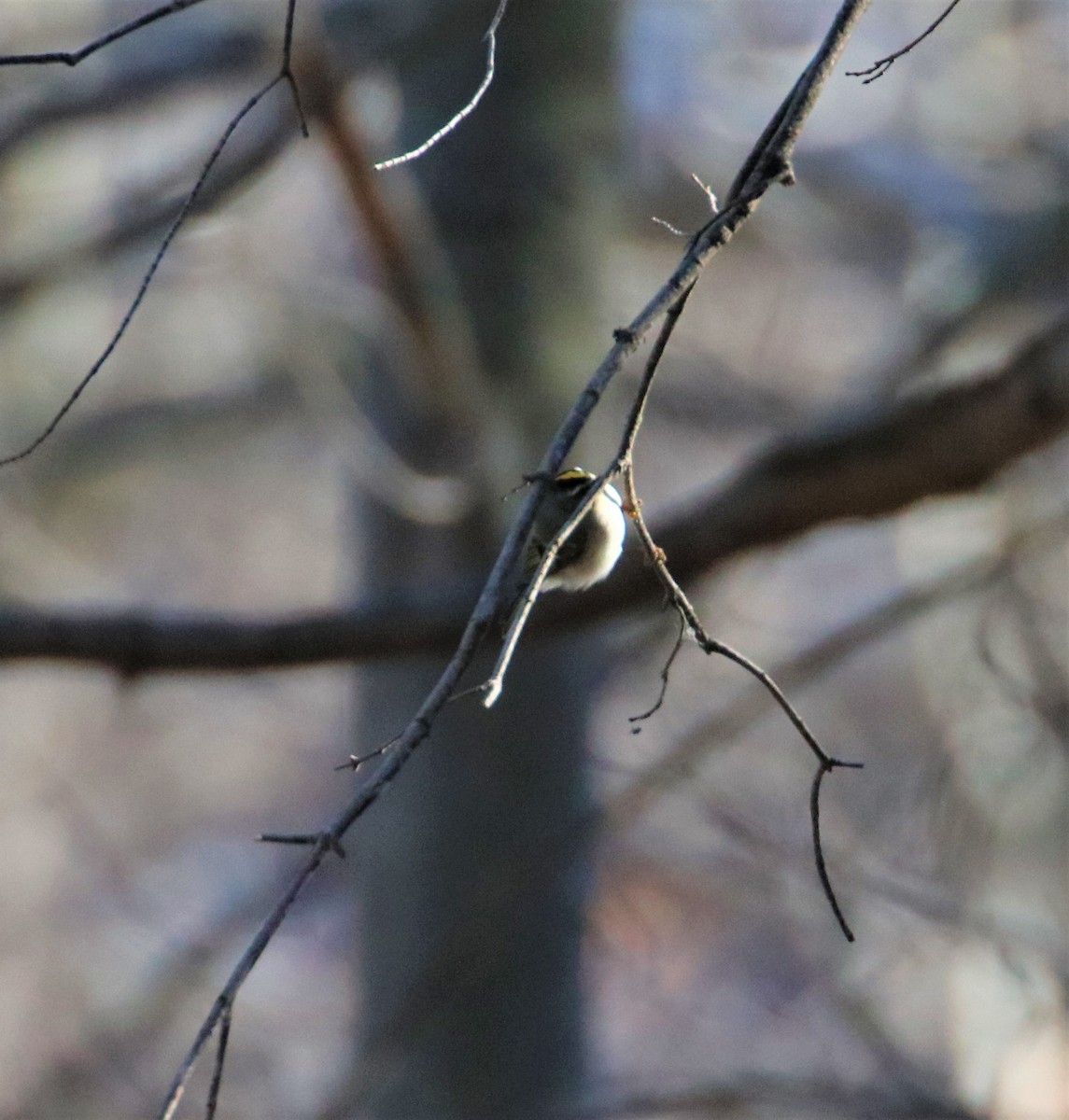 Golden-crowned Kinglet - ML403730861