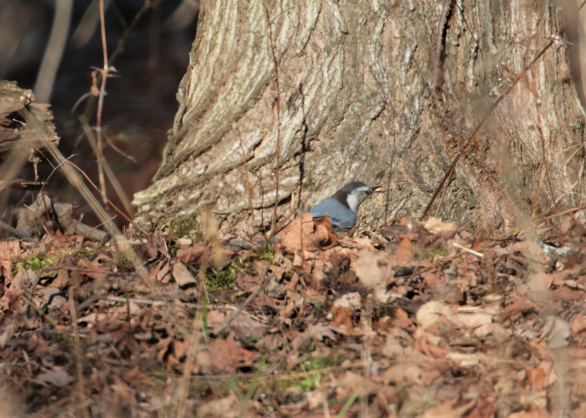 White-breasted Nuthatch - ML403731351