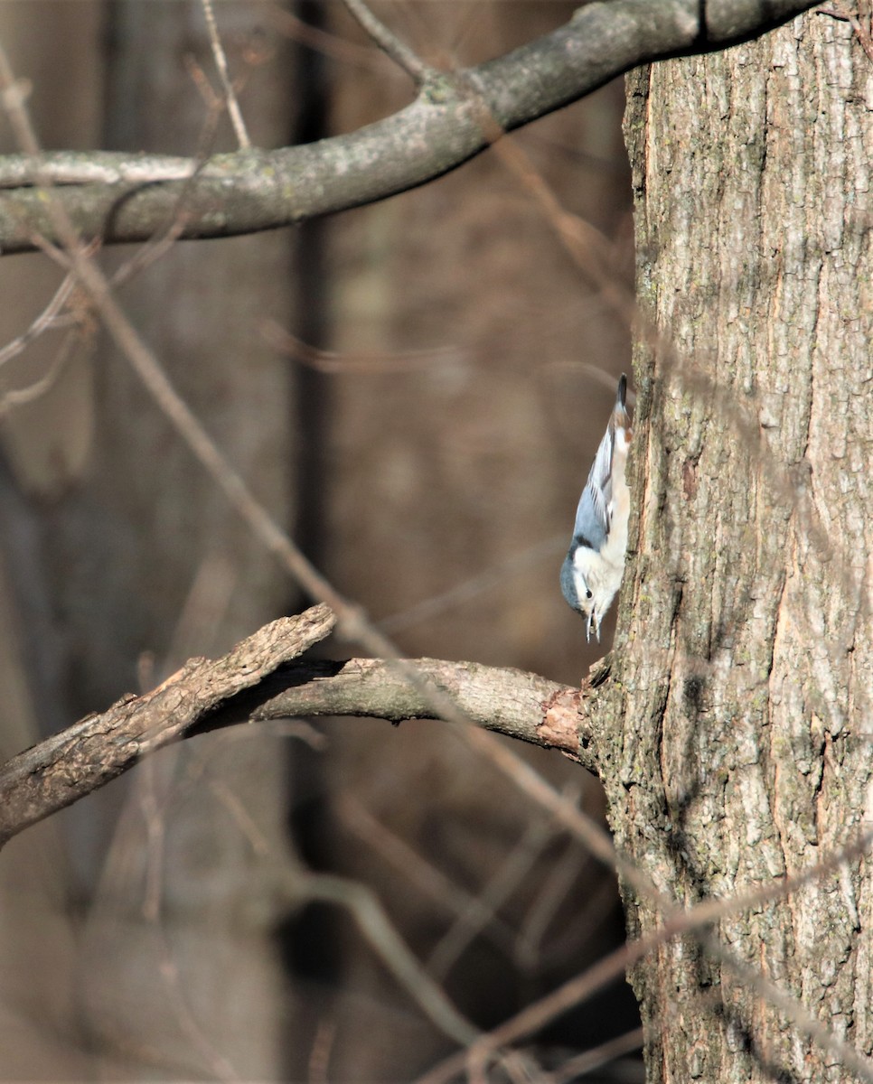 White-breasted Nuthatch - ML403731431
